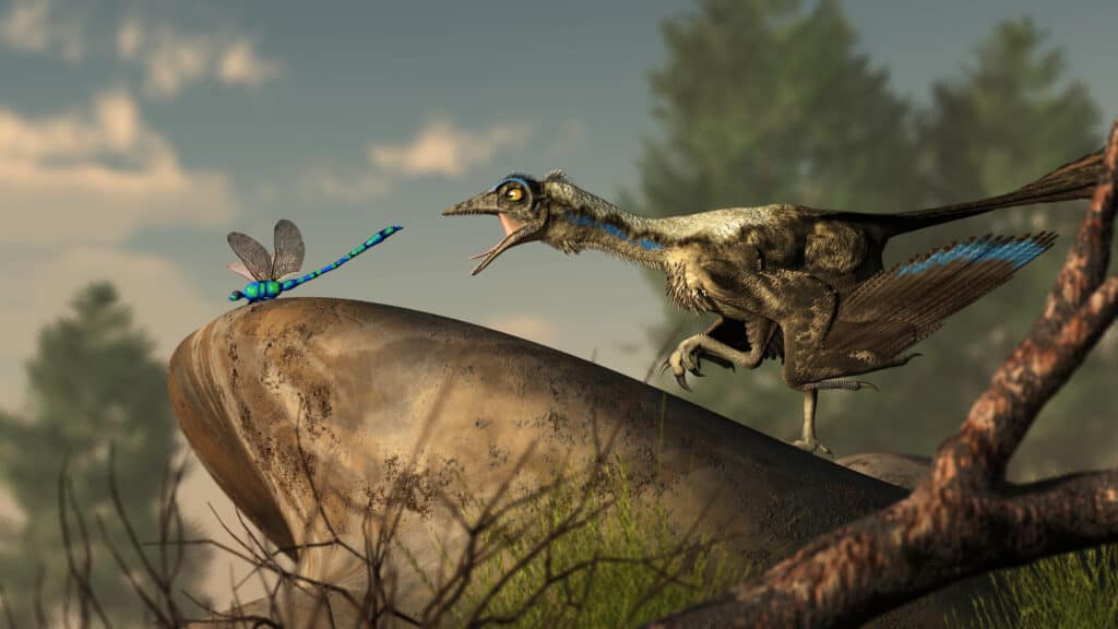 An archaeopteryx, a Jurassic era theropod dinosaur that looked much like a bird, lunges at a dragonfly at the end of a smooth river stone.