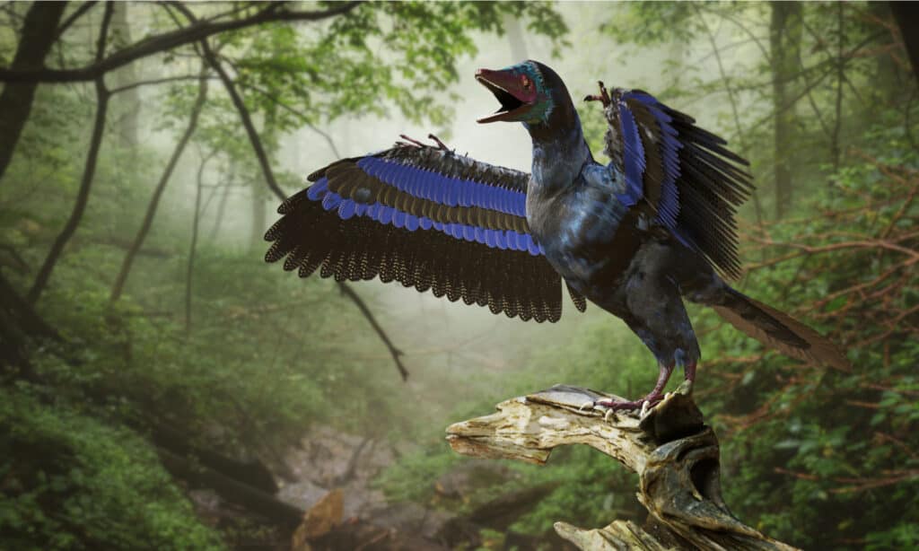 Archaeopteryx, bird-like dinosaur from the Late Jurassic period around 150 million years ago