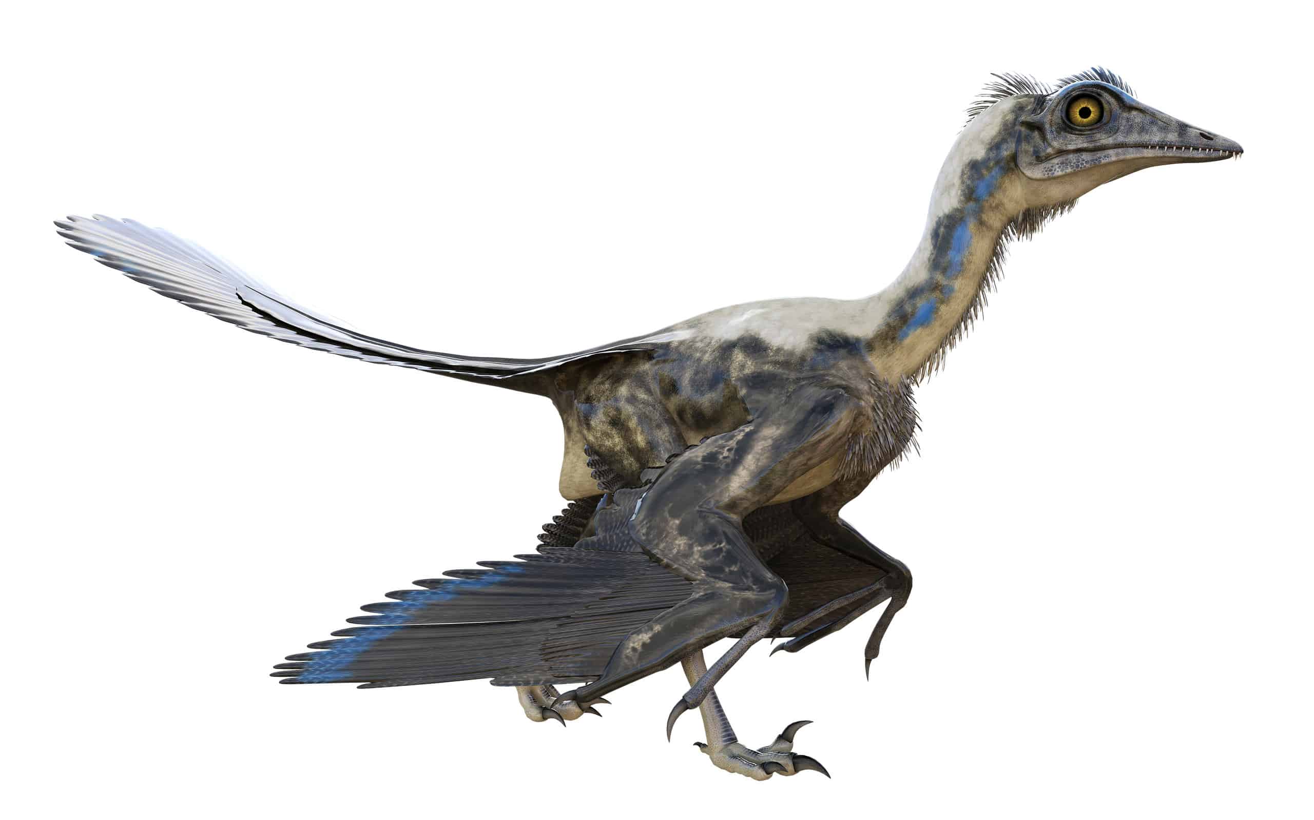 archaeopteryx-pictures-az-animals