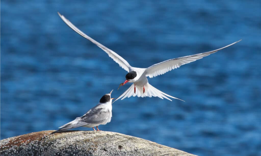 Adult arctic tern feeding the chick on the rock.