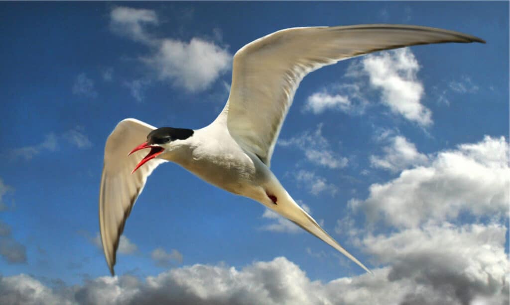 Arctic Tern flying