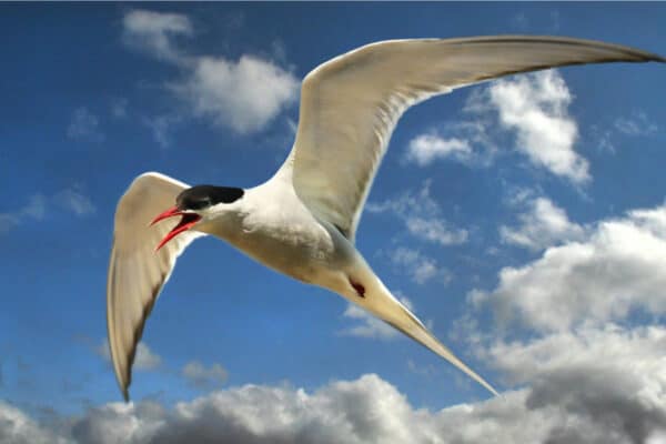Arctic Tern flying in Antarctica.