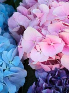 Are Hydrangeas Poisonous To Dogs or Cats? Find out! Picture