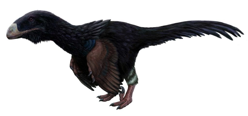 Atrociraptor marshalli