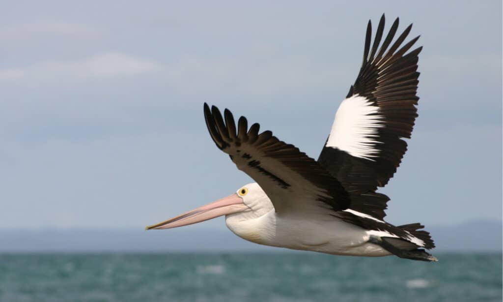 Australian pelican gracefully flying in Hervey Bay, Queensland, Australia.