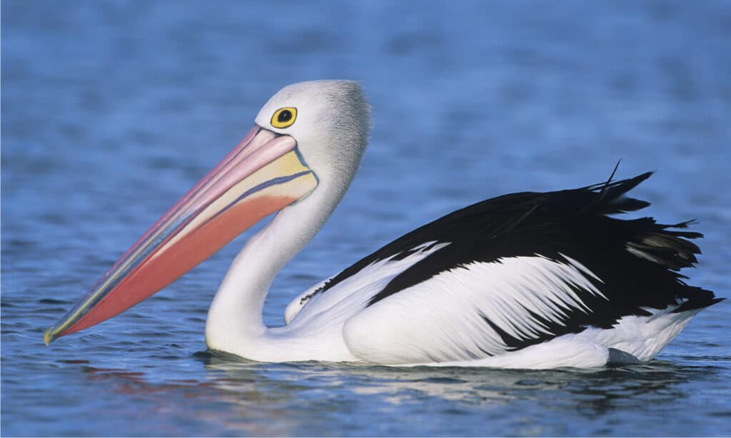 Australian pelican on water