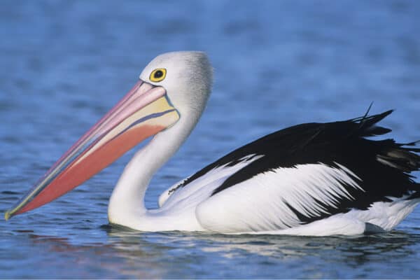 Australian Pelican on water