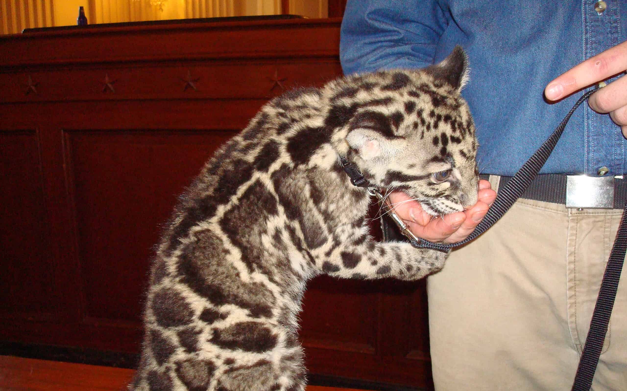 baby clouded leopard