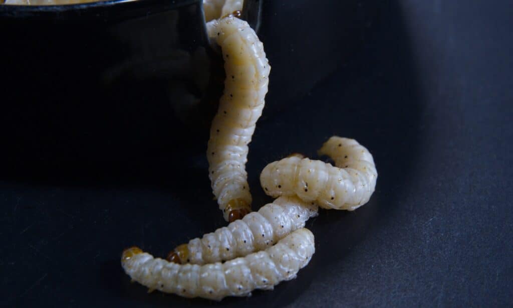 Bamboo worm, is a moth of the family Crambidae. Its habitat are the bamboo groves and forests in the cooler regions of northern Thailand.