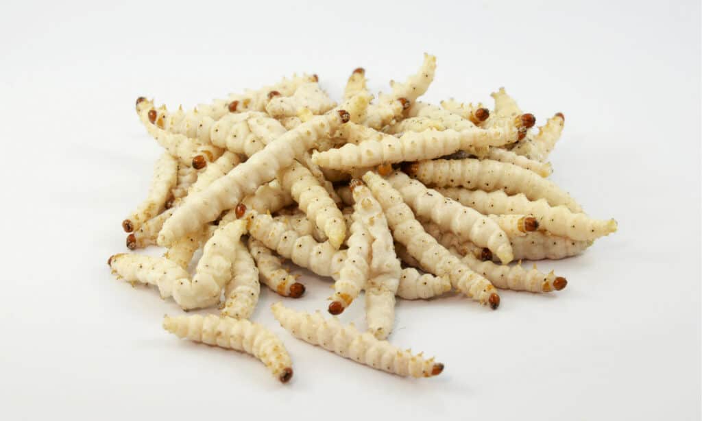 Bamboo Worms isolated on white background.