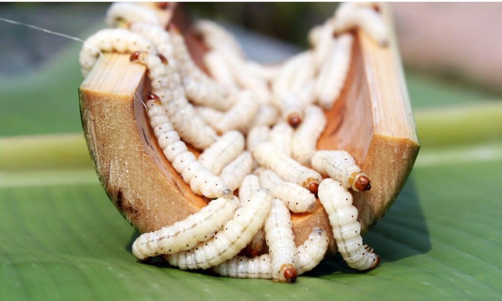 Bamboo Worms usually has a body length of about 3.5 to 4cm.