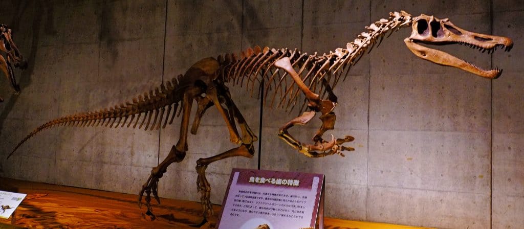 Skeletal mount of the spinosaurid species Baryonyx walkeri at the Giga Dinosaur Exhibition in the National Museum of Nature and Science, Tokyo.