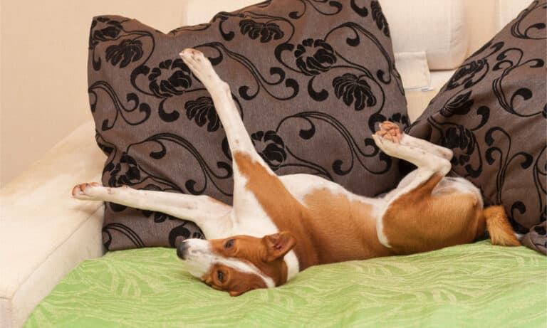 Basenji rolling on couch