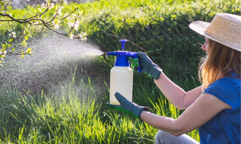 Best Garden Sprayers