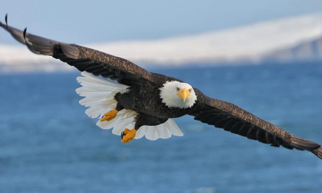 Bald Eagle flying over a lake.