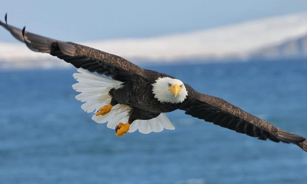 The 2 Types of Eagles in Texas - AZ Animals