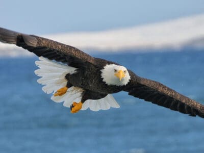 A Eagle Spirit Animal Symbolism & Meaning