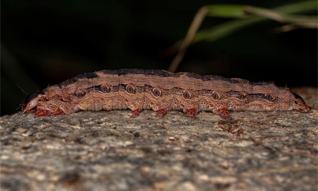 Black Witch Moth Caterpillar