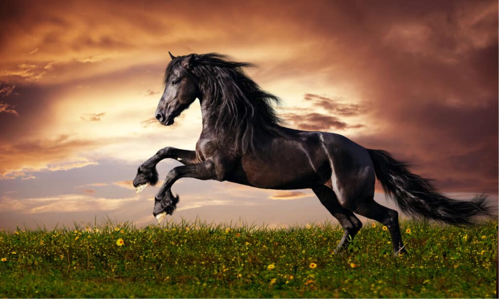 Black Friesian horse gallop in a field.