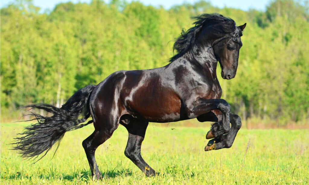 Black Friesian horse runs and gallop in summer time.