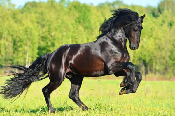 Black Friesian horse runs and gallop in summer time.
