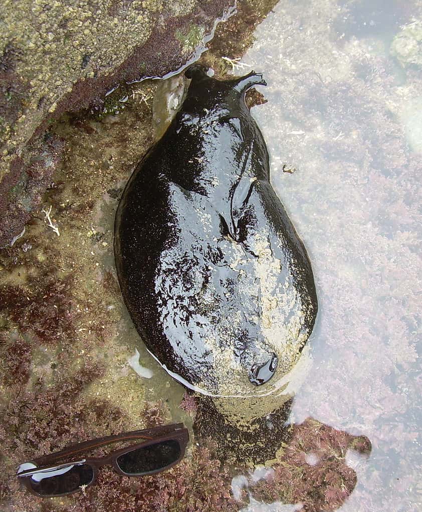 Aplysia vaccaria (Black Sea Hare) during low tide at San Pedro, California - KC Gass photo