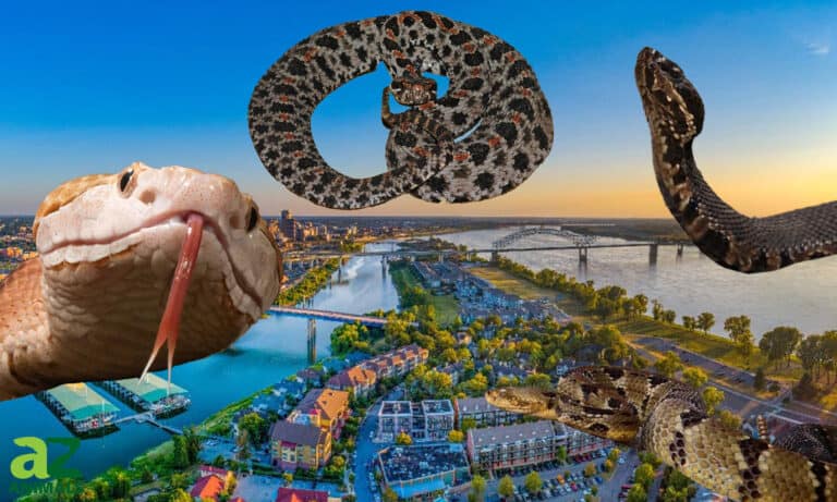 Dangerous snakes in Tennessee