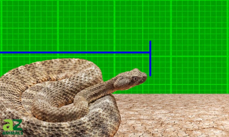 Largest tiger rattlesnake