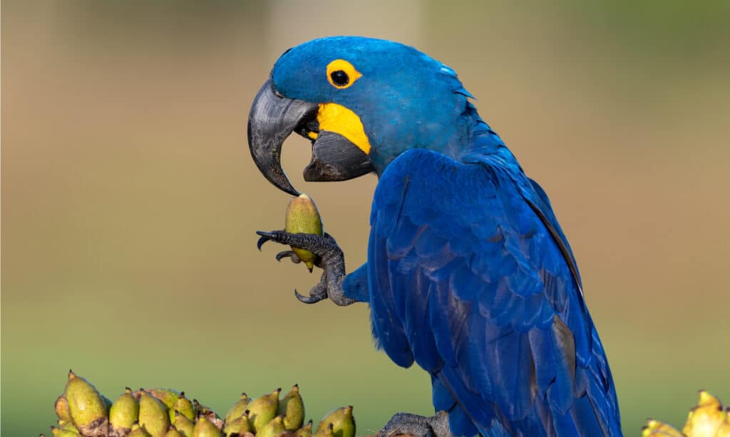 Blue Macaw eating