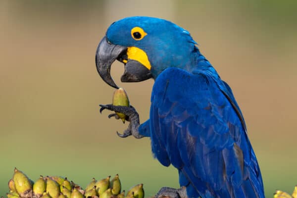 Hyacinth Macaw eating with his foot
