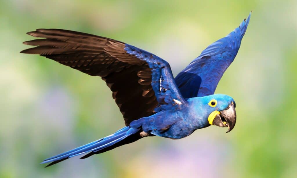 Blue Macaw flying