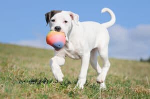The 5 Best Dog Parks in Lexington Picture