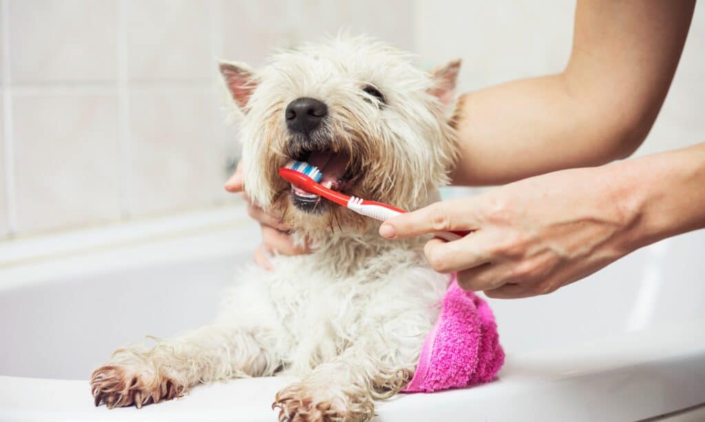 Pet dental insurance