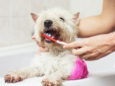 A Ultimate Guide To Pet Dental Insurance: What You  Need to Know