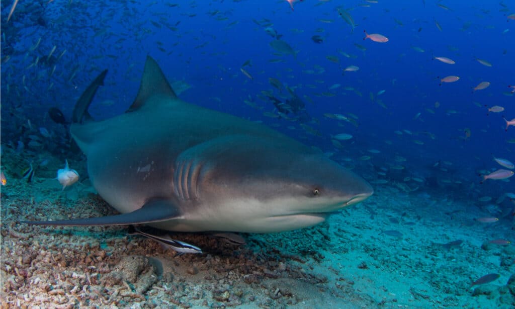 Bull Shark swimming above seabed.