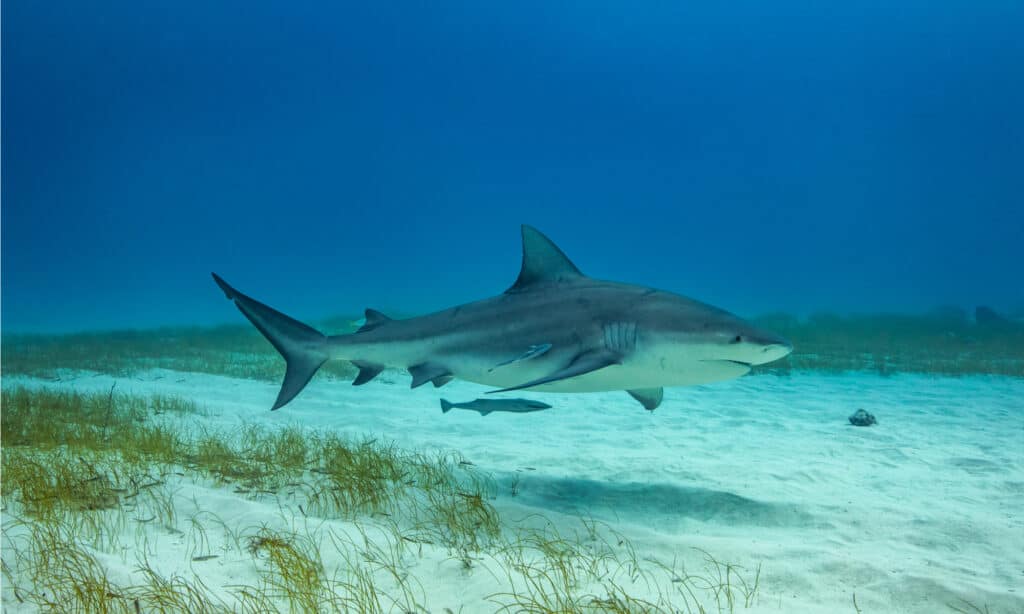 Bull shark swimming over sandy seafloor.