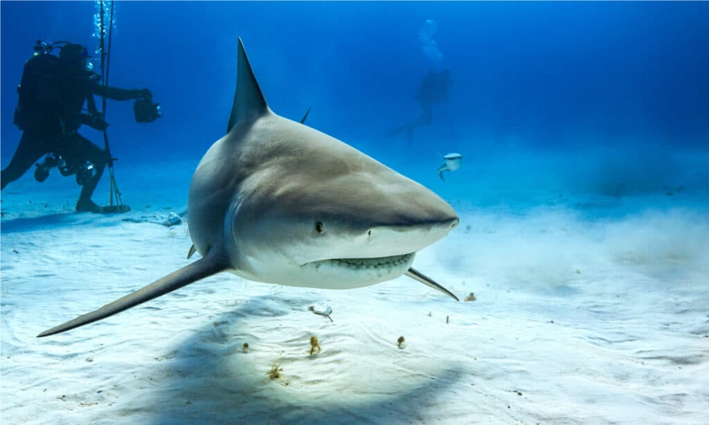 Bull shark in Caribbean sea.