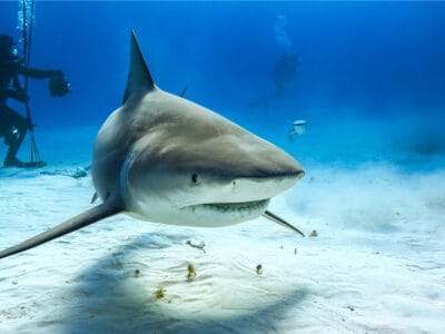 A Discover Why One Lake In Australia Is Home To Aggressive Bull Sharks!