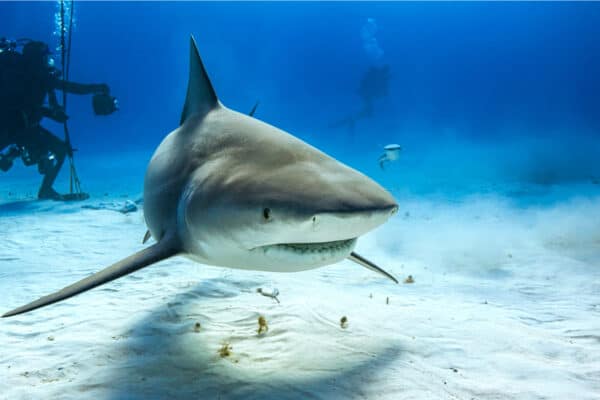 It's suspected the caught sharks were possibly Bull sharks!