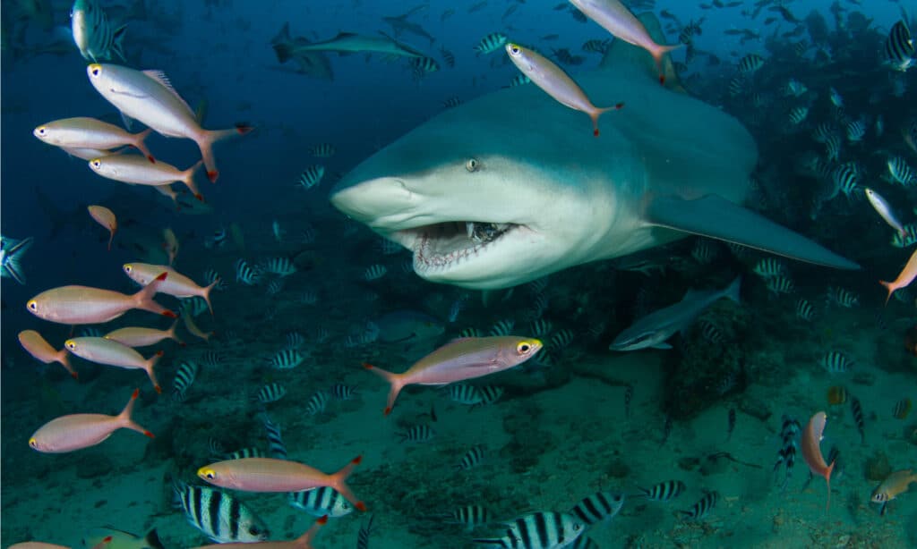 Bull Shark vs Crocodile: Fight