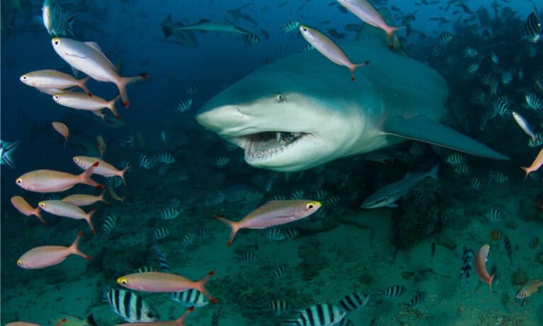 Bull shark among a school of fish in Fiji.