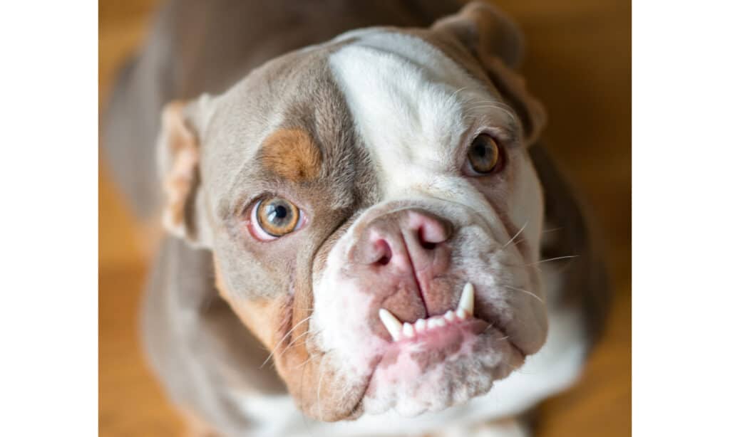 American Bulldog with underbite