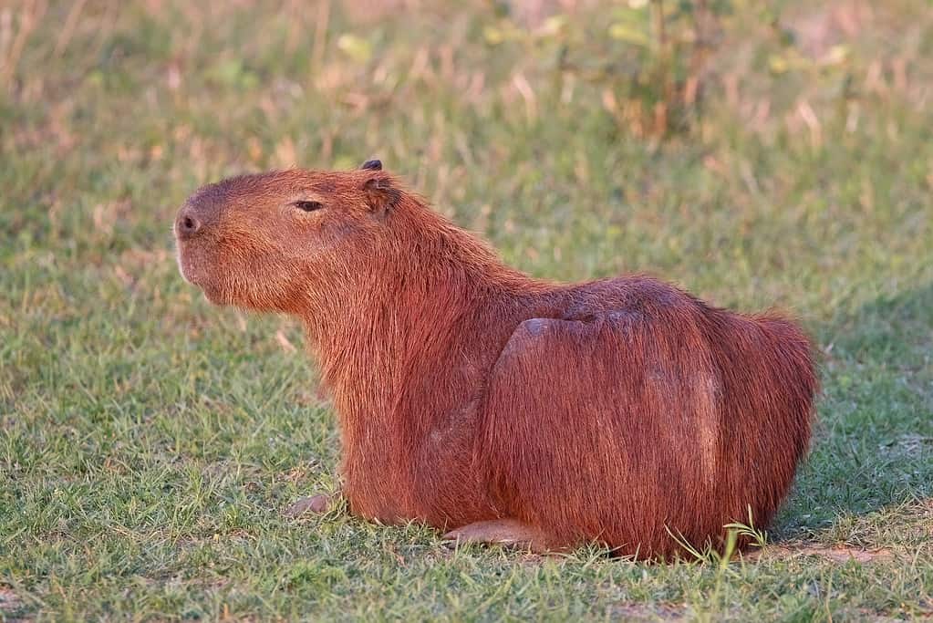 Capybara (Hydrochoerus hydrochaeris), the Pantanal, Brazil