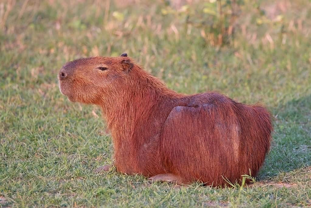 4 capybara facts you'll love, and 1 you'd like to forget