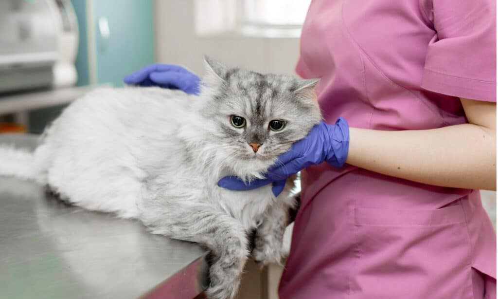 Cat being examined at vet