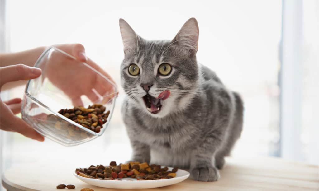 Cat licking lips as owner pours food into its plate