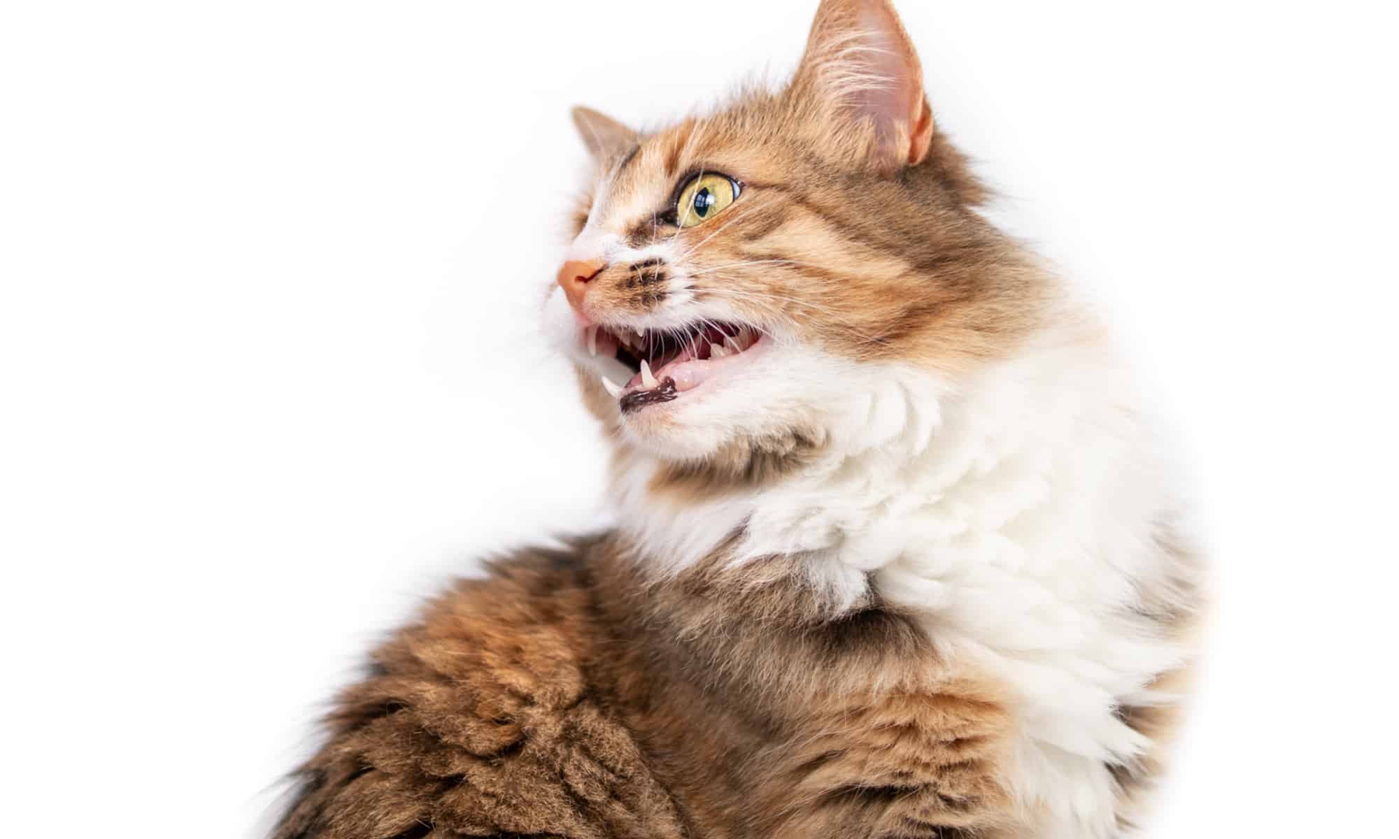 Cat on white background vocalizing