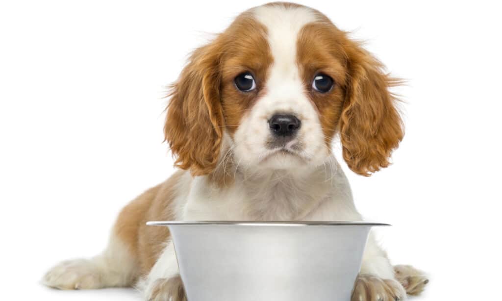 Cavalier King Charles Puppy lying in front of a silver / gray stainless steel dog bowl isolated on white. The puppy has a white muzzle, with caramel colored ears and caramel fur around its eyes