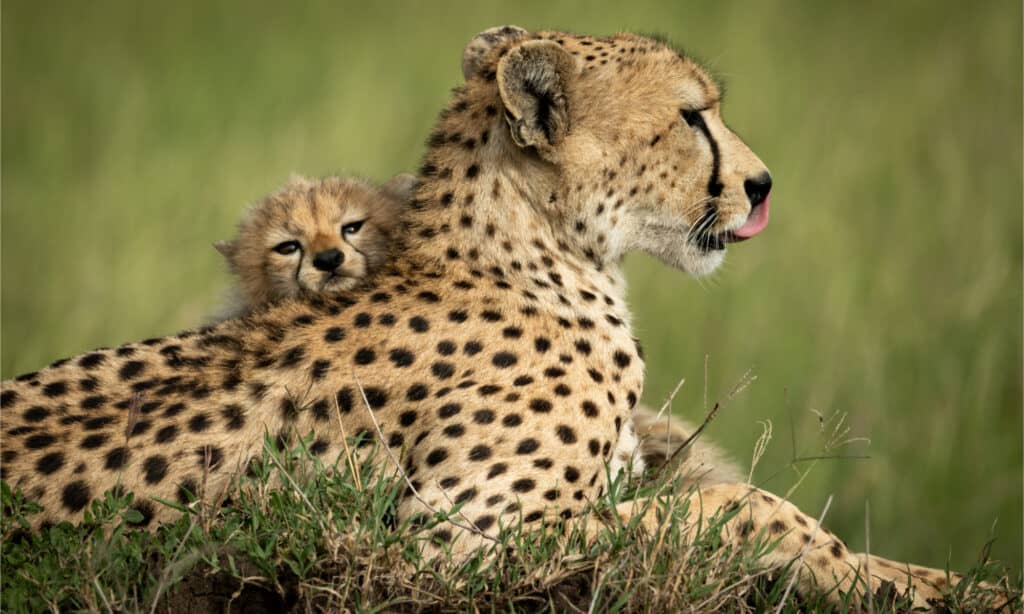 A cheetah and cub relaxing in the grass