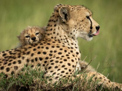 A Cheetah Quiz: Test Your Knowledge of These Wild Cats!